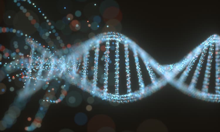 DNA Molecule Structure