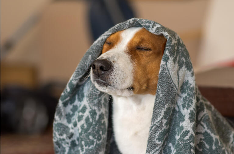 Indoor portrait of royal basenji dog meditating under coverlet
