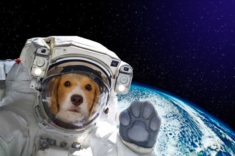 Portrait of a dog astronaut in space on background of the globe. Elements of this image furnished by NASA