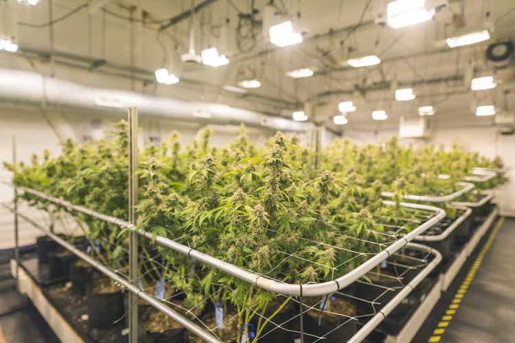 Cannabis plants grow under artificial lights