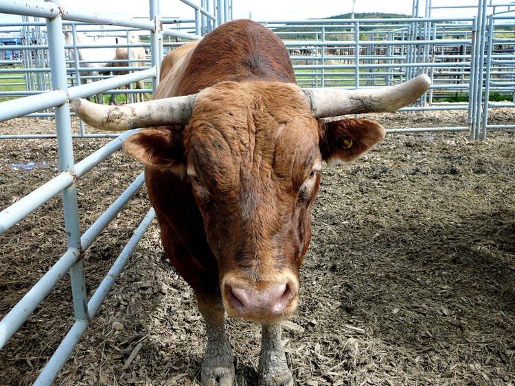 Bull
