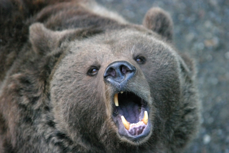 Alibaba: Bears Have Been Dead On Target (NYSE:BABA) - Seeking Alpha 19 Animals - Too close for comfort #3