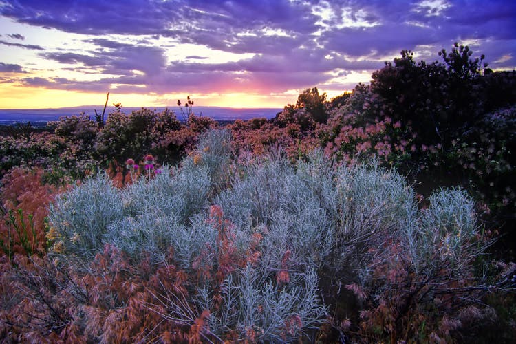 landscape sagebrush sunset sky desert