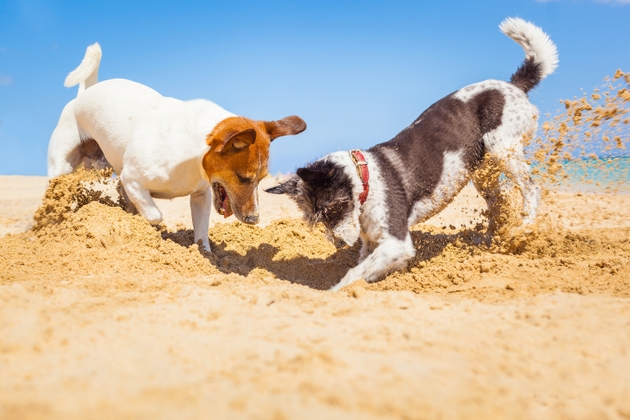 dogs digging a hole at baech