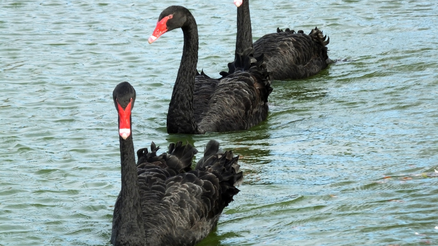 3 Black Swan Events That Could Hit Markets This December (NYSEARCA:SPY) |  Seeking Alpha