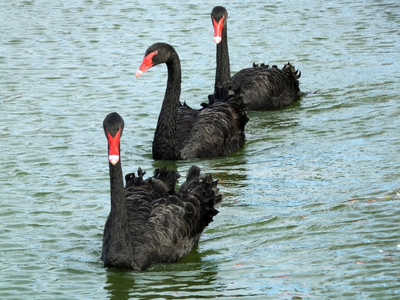 3 Black Swan Events That Could Hit Markets This December (NYSEARCA:SPY) |  Seeking Alpha