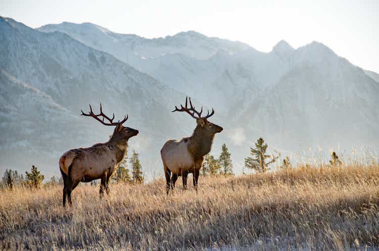 Two bull elk in Banff