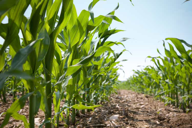 Low Angle View of a Row Of Young Corn Stalks