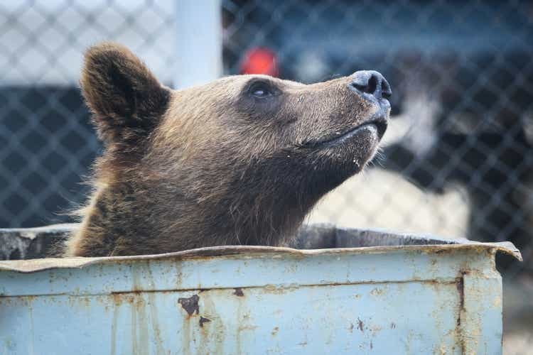 The bear eats out of the trash can, the territory of the camp in the north of Sakhalin Island, Russia.