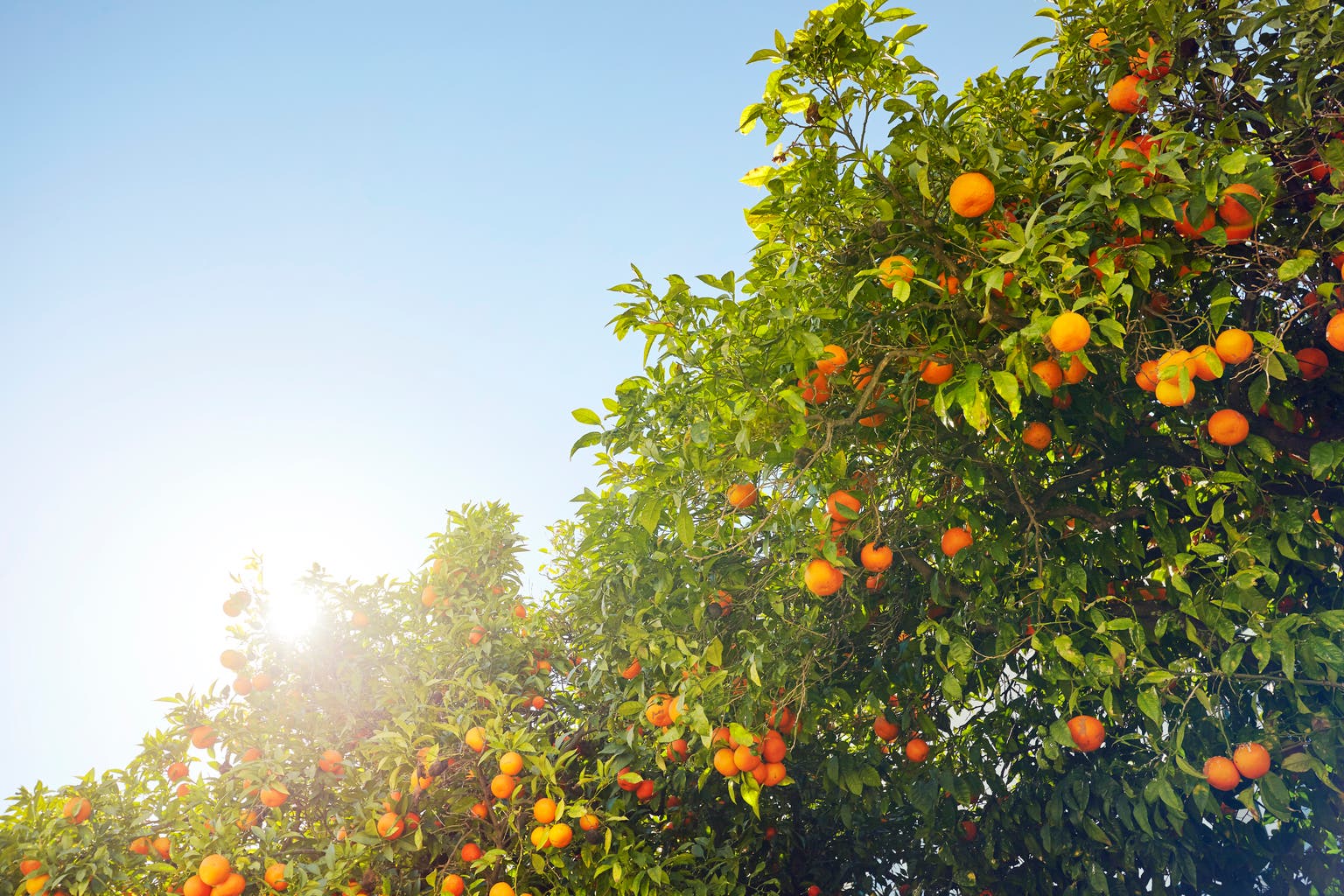 Alico: From Citrus To Land Opportunity