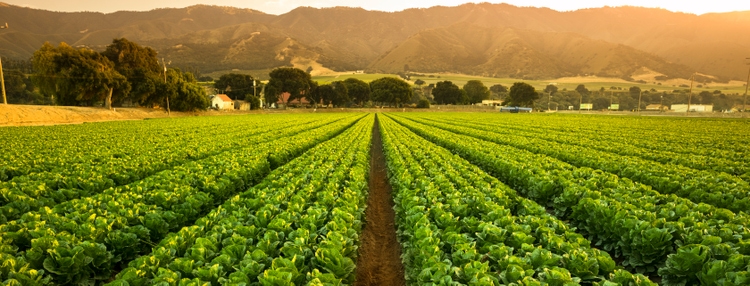 Crops grow on fertile farm land panoramic before harvest