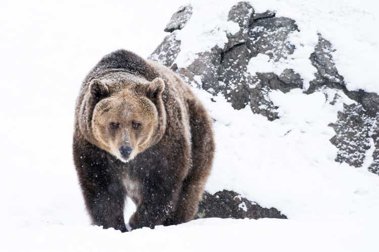 Grizzly bear approaching in snow on winter day