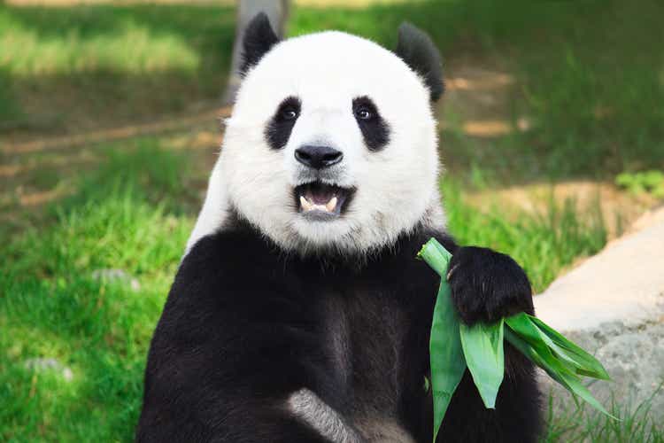 Giant Panda looking into camera holding green leaves