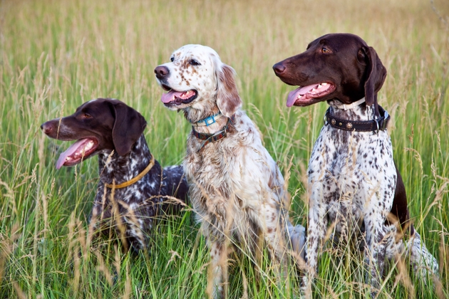 Hunter dogs