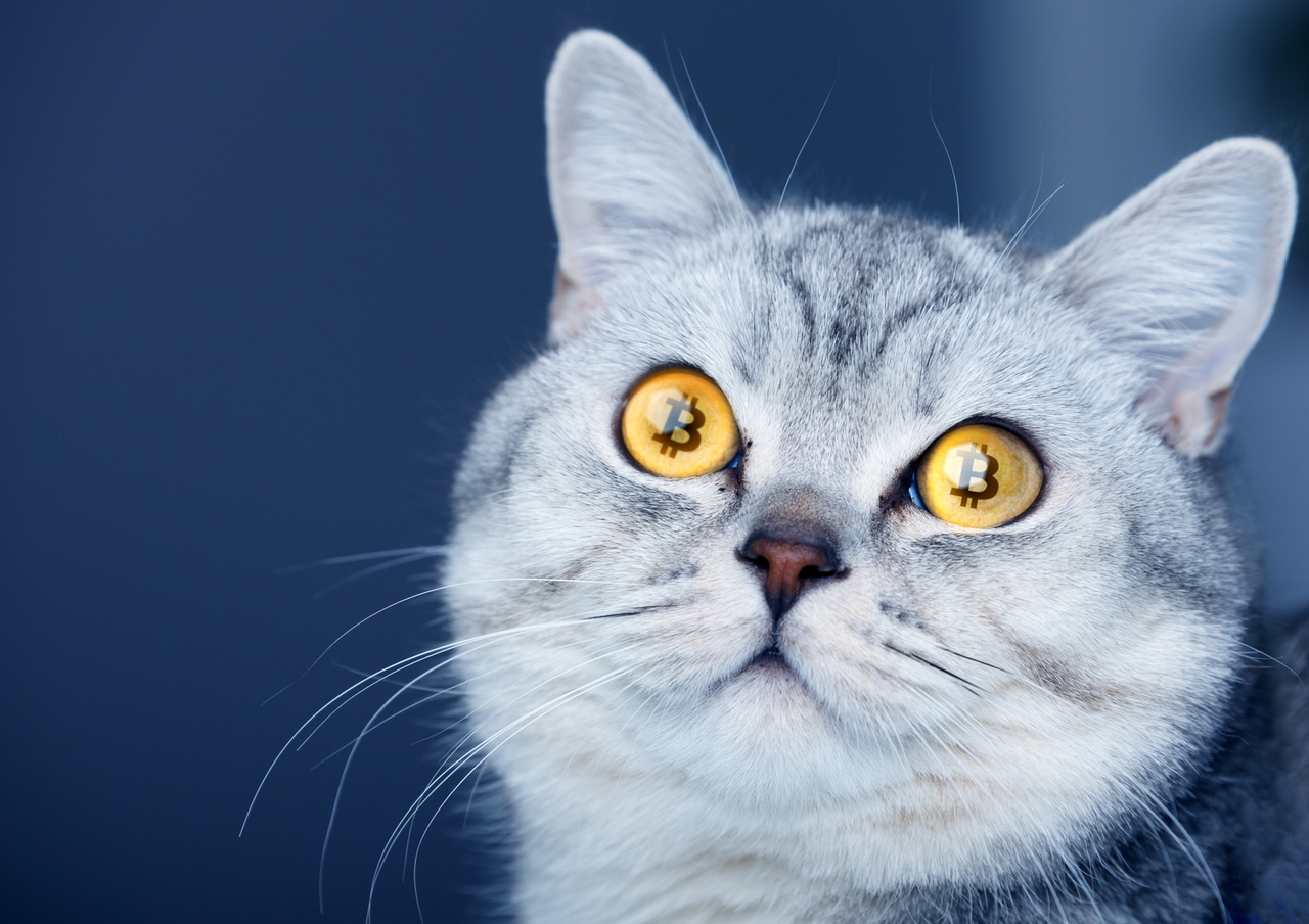 Bitcoin Disruption: Quantum Computing And OP_CAT (Cryptocurrency:BTC-USD) |  Seeking Alpha