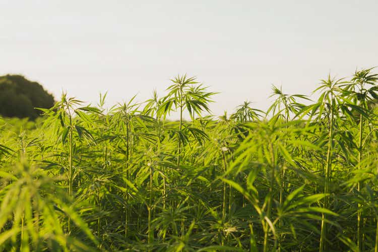 hemp industrial plantation