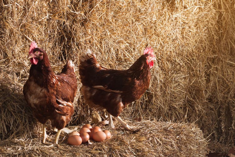 De levensstijl van de boerderij op het platteland, kippen zijn broedeieren op een stapel van stro in landelijke boerderijen, verse eieren van de boerderij op het platteland