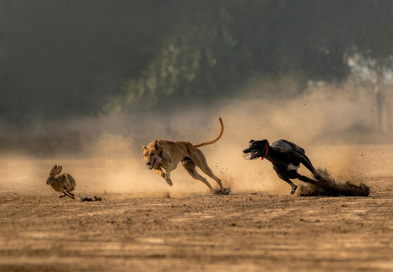 SOXL: The Move Isn't Over