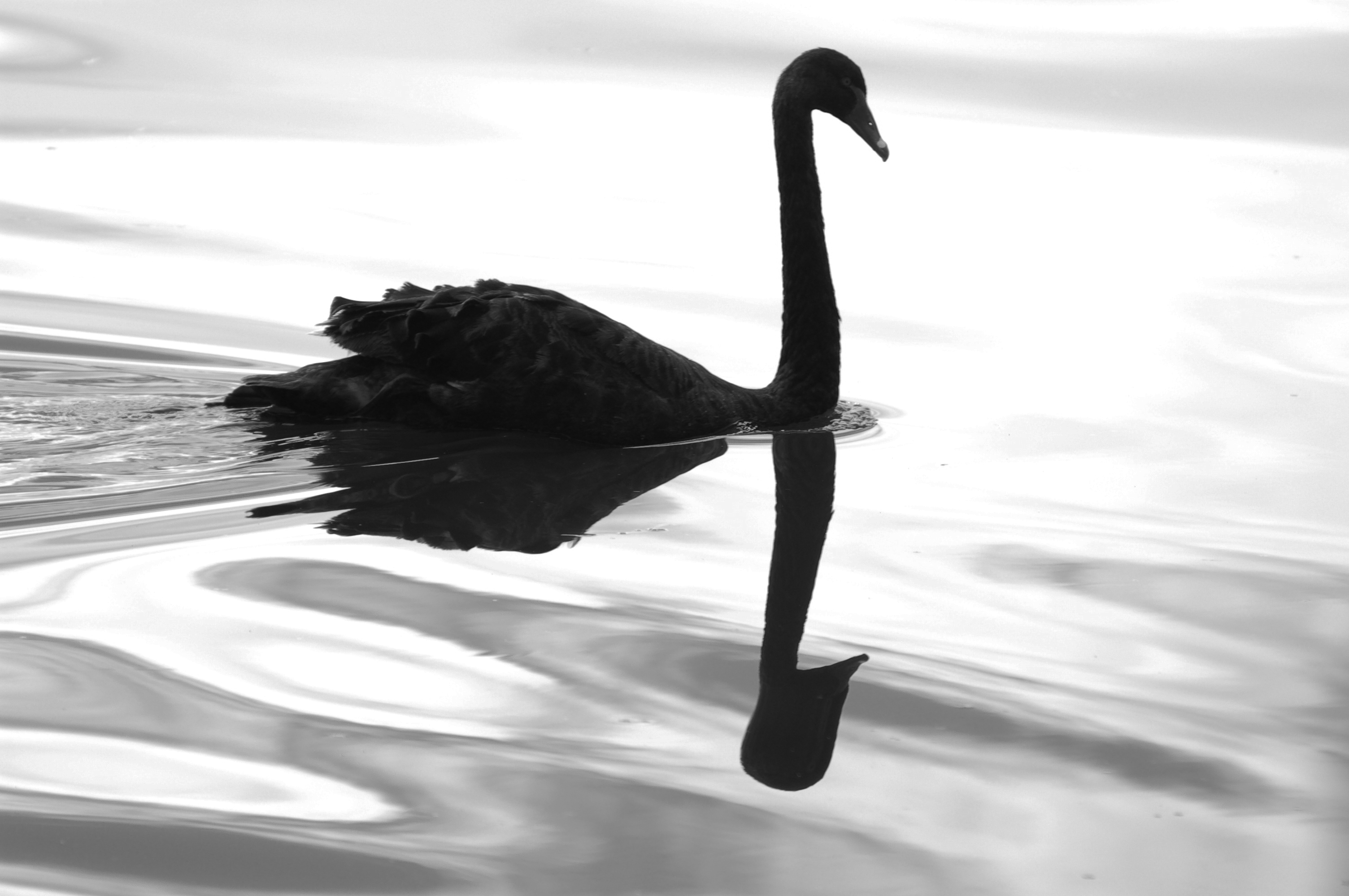 Black swan man | OpenArt