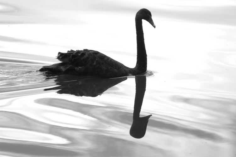 Black swan and its reflection swimming on the lake