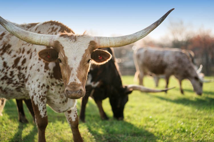 Spotted Texas Longhorn cattle