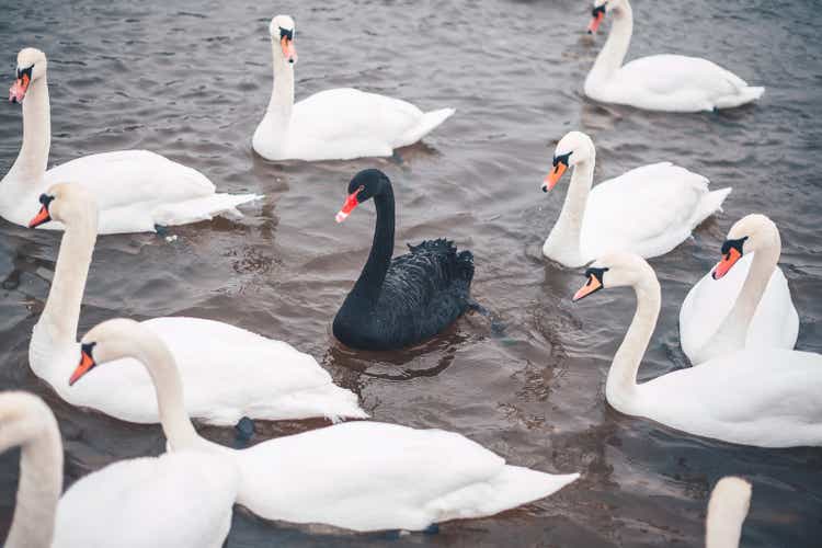 High angle view of swans swimming in lake