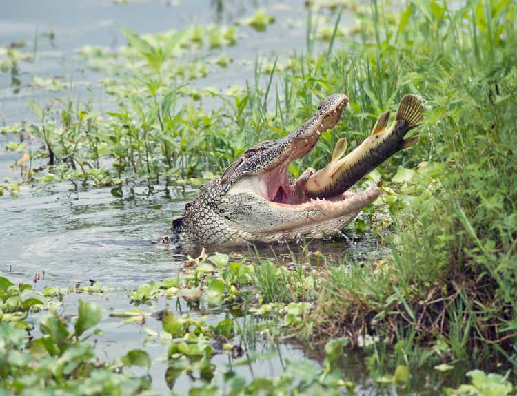 Alligator eating a large fish