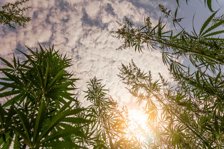 Marijuana field during sunset