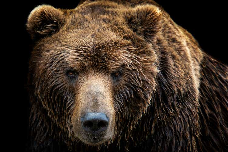 Front view of brown bear isolated on black background. Portrait of Kamchatka bear (Ursus arctos beringianus)