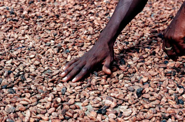 Africa, Togo, drying of cocoa beans after breaking the cocoa beans, natural sun drying