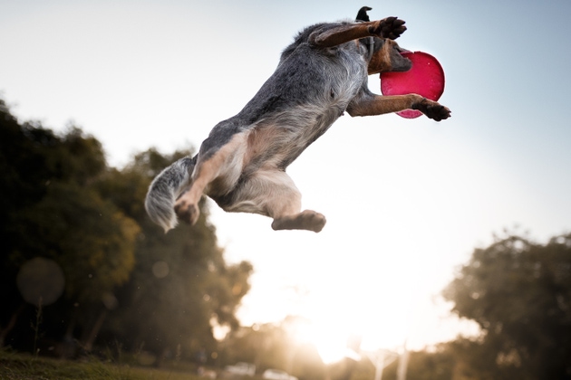 Australian cattle dog catching frisbee disc