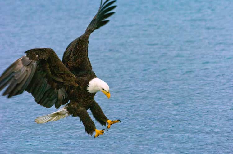 bald eagle swoops to catche fish in alaskan waters