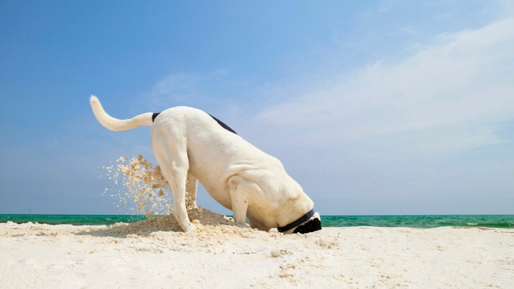 Dog Digging in Sand