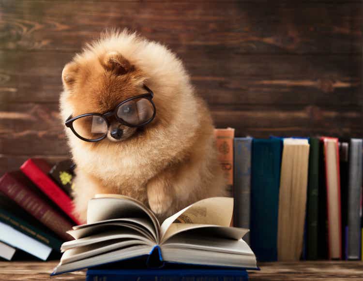 Clever pomeranian dog with a book. A dog sheltered in a blanket with a book.