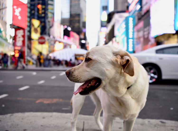 Labrador Retriever in Times Square