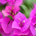 arihalli profile picture