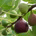 BeneGesserit profile picture