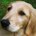 hottttdog profile picture