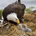 Eaglesnest profile picture