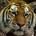 TigerBill profile picture