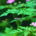 refreshingsoda profile picture