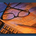 Michigan Trader profile picture