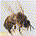 COBeeManHorizons profile picture