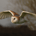 BarnOwl profile picture