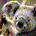 AnonymousAlpha profile picture
