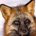 dborn profile picture