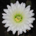 umiak profile picture
