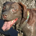 howarddork profile picture