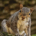 TheGreySquirrel profile picture