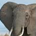 longnose profile picture